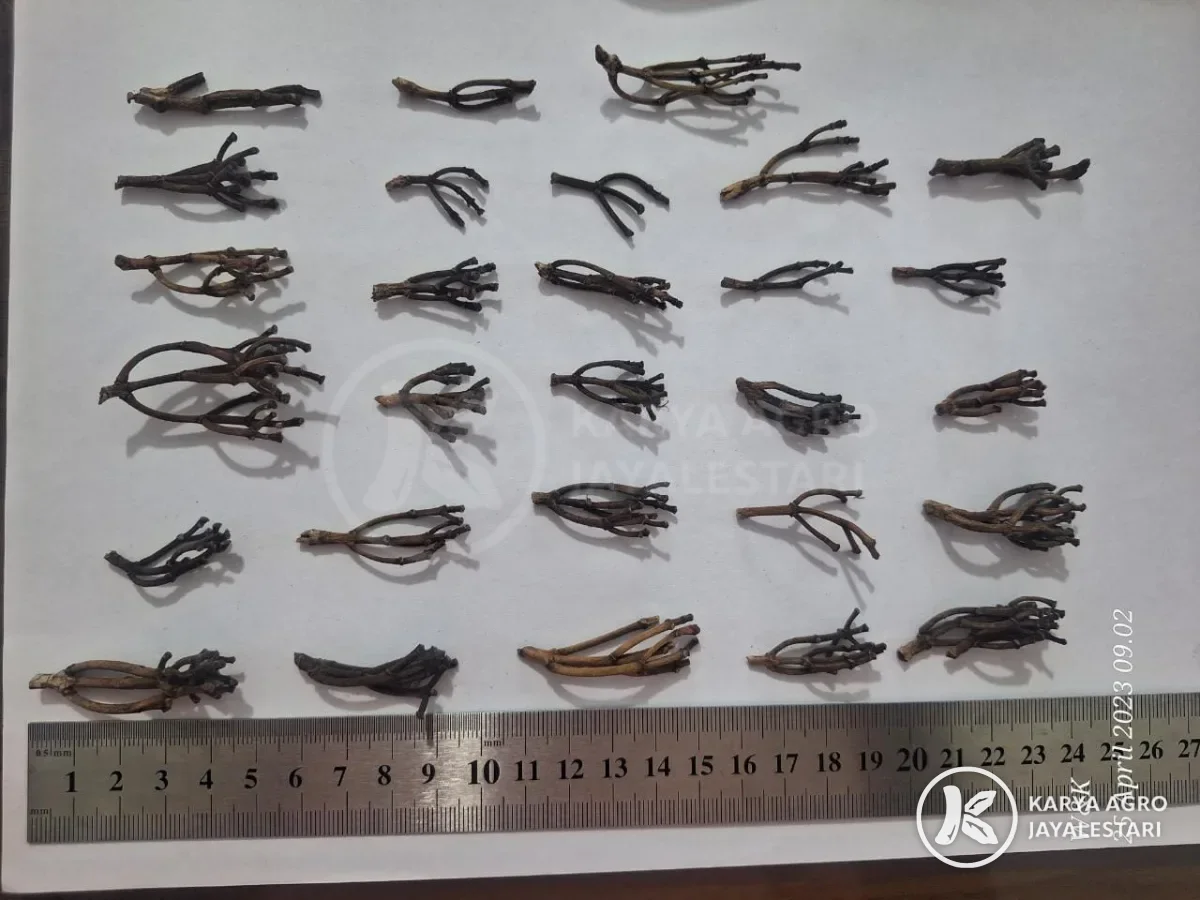 Clove stems laid out for inspection
