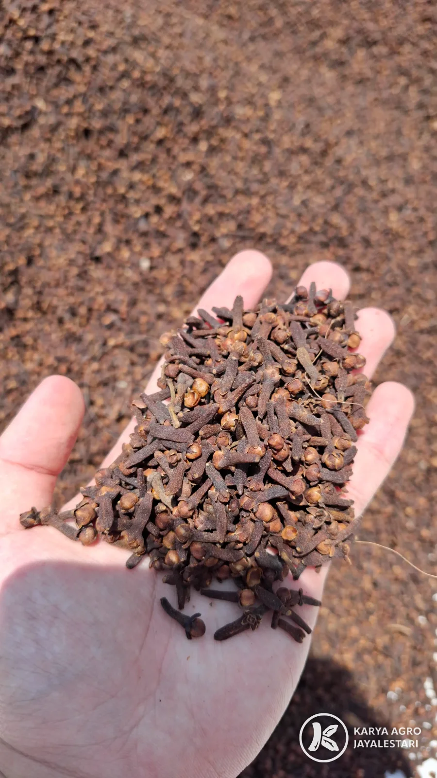 Cloves & Clove Stems