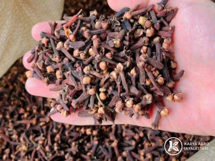 Whole dried Indonesian cloves held in a hand
