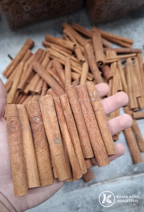 Cut Cassia Sticks, PT. Karya Agro JayaLestari