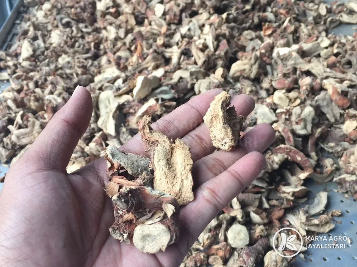 Dried galangal slices in a hand