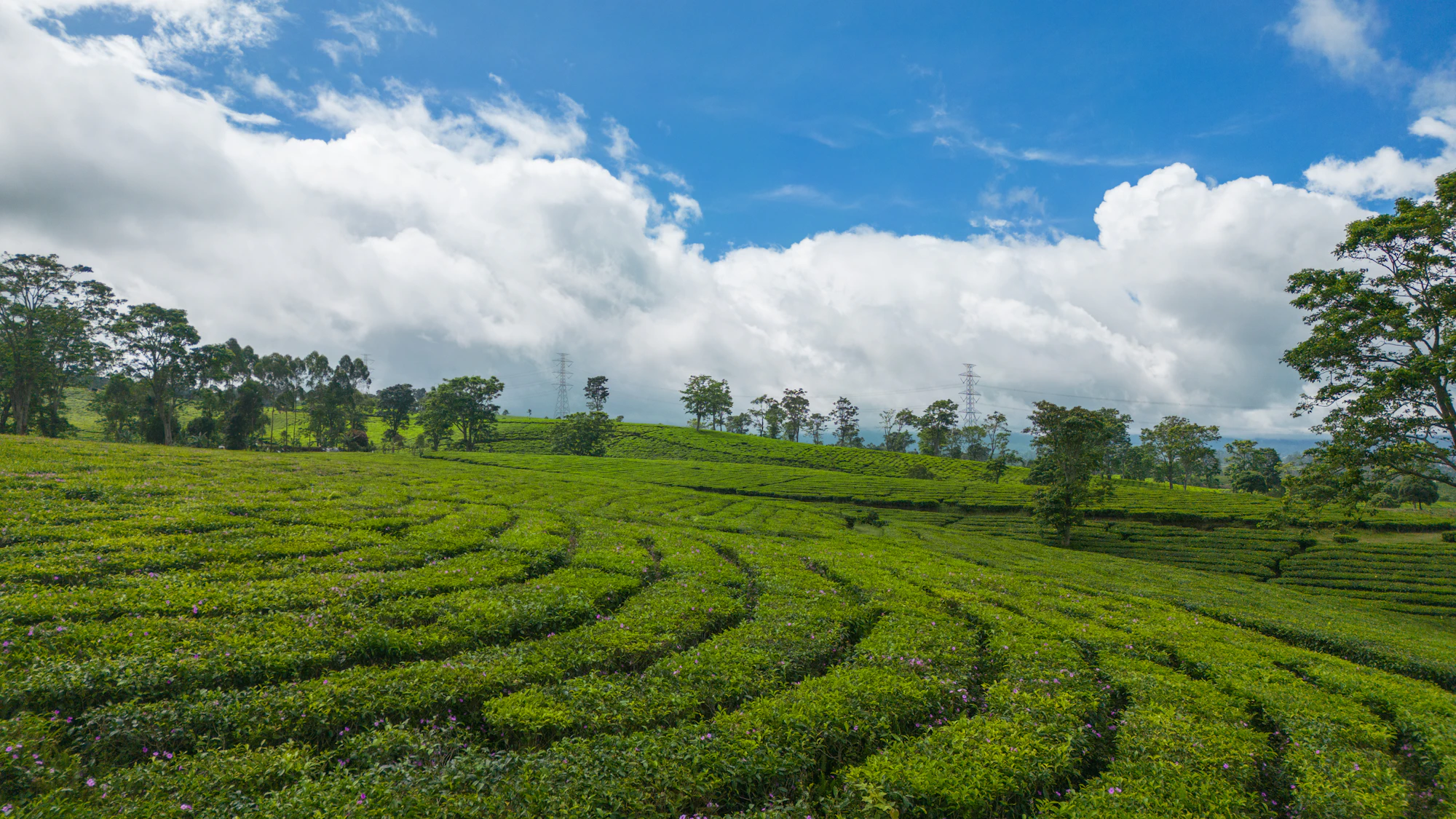Tea plantation hills under a morning sky