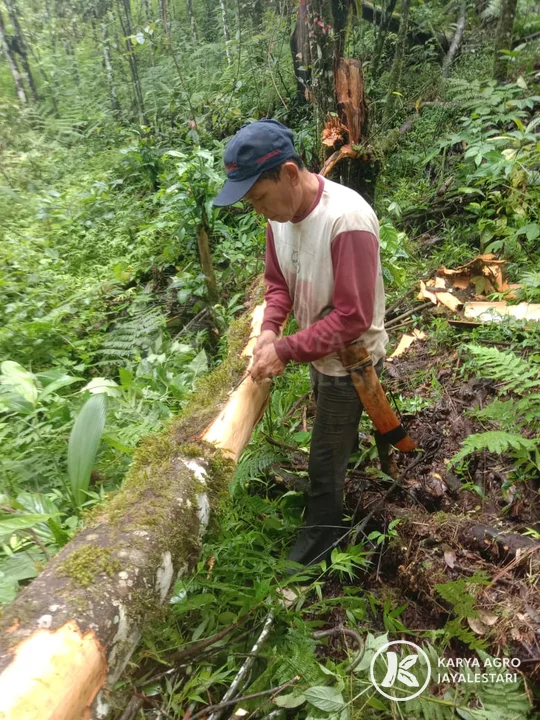 Cassia Harvest in Kerinci, PT. Karya Agro JayaLestari