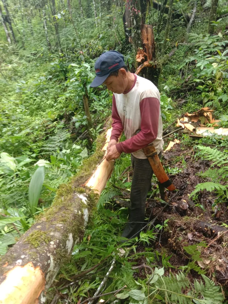 A Kerinci farmer peeling cassia bark by hand from a felled trunk