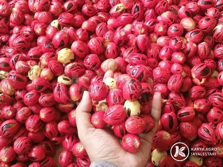 Fresh red mace wrapped around nutmeg seeds