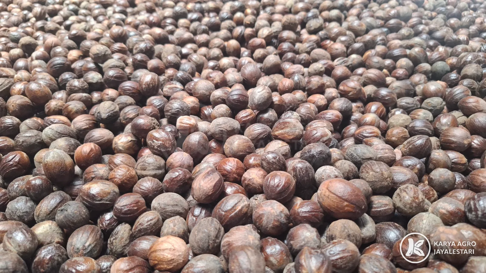 Bulk lot of shelled Indonesian nutmeg
