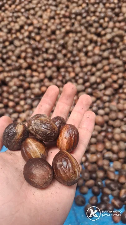 Nutmeg, PT. Karya Agro JayaLestari