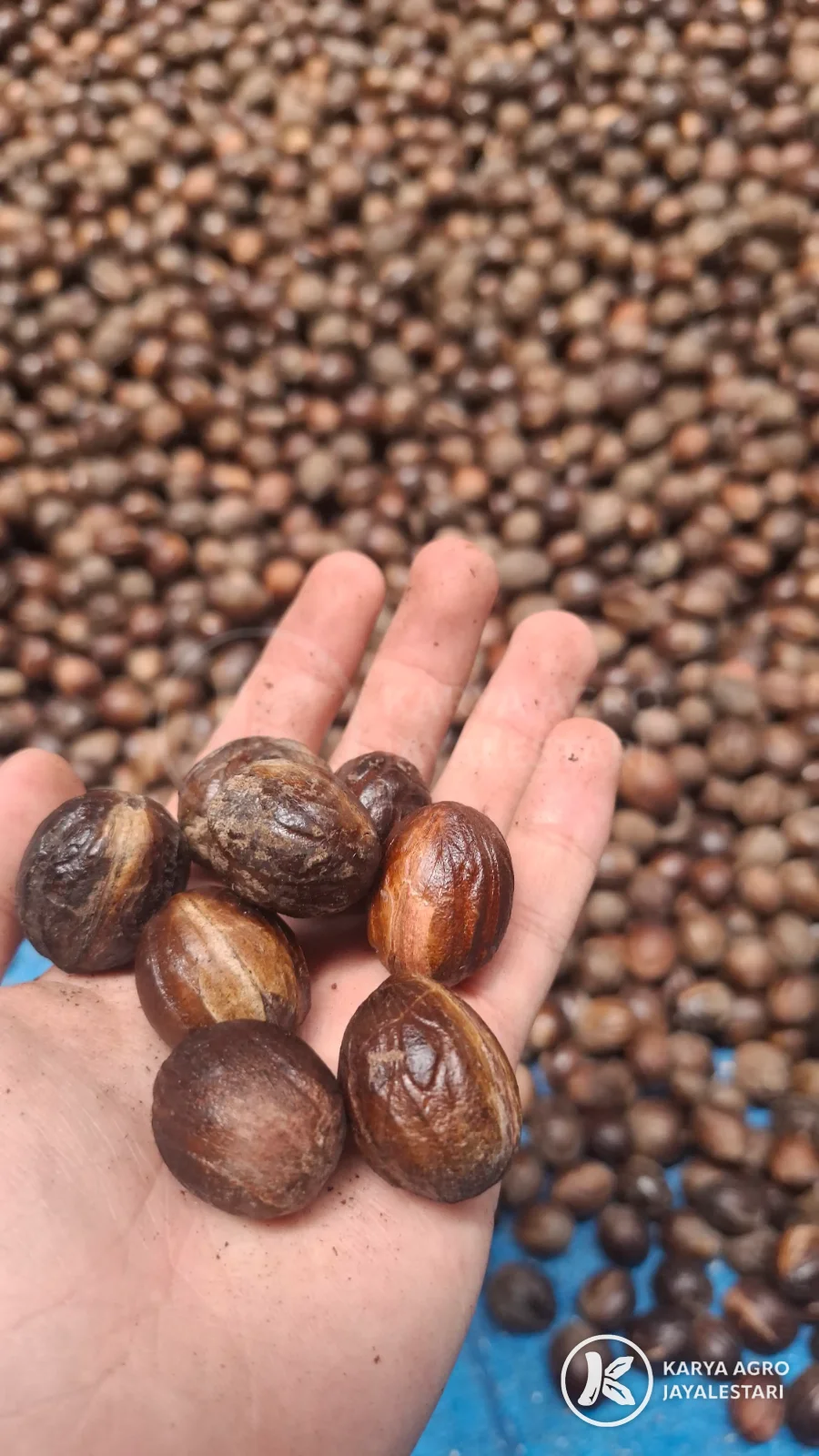 Shelled nutmeg held in a hand over the lot