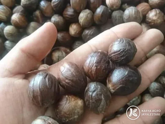 Nutmeg, In shell