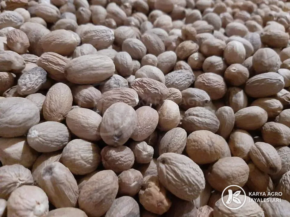 Pile of shelled Indonesian nutmeg