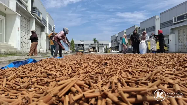 Sun-Drying Cassia Sticks, PT. Karya Agro JayaLestari