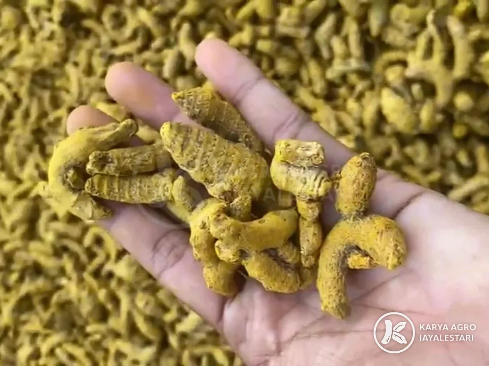 Dried turmeric fingers held in a hand