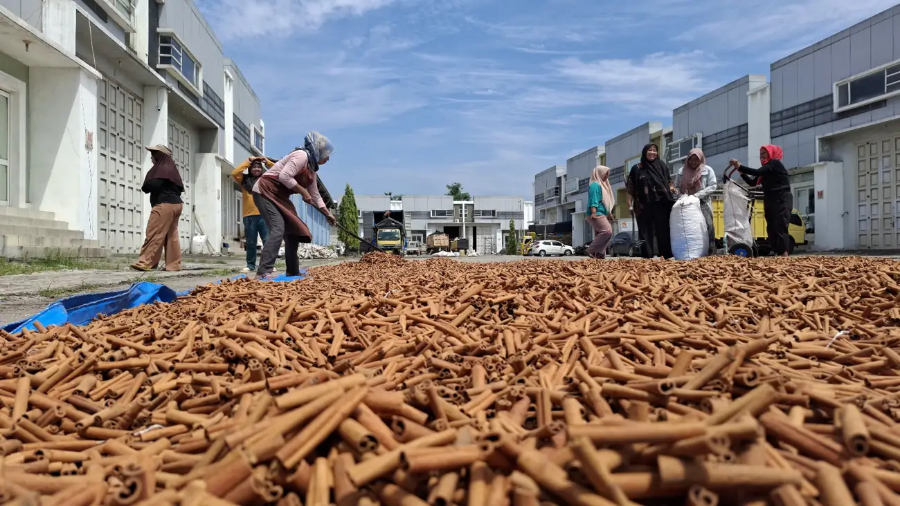 Workers spreading cassia quills on tarps to dry